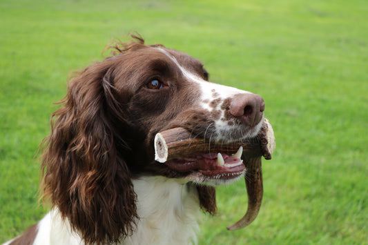 Natural Deer Antler Dog Chew