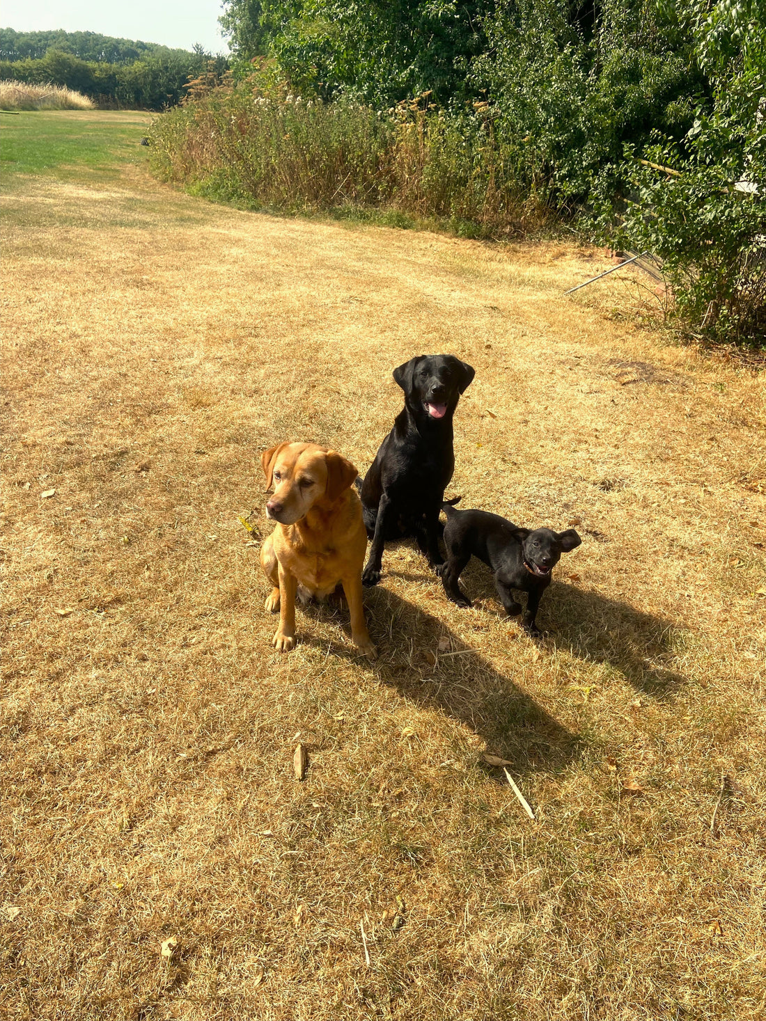 Before Buying A Gundog Puppy