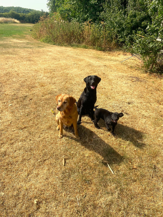 Before Buying A Gundog Puppy
