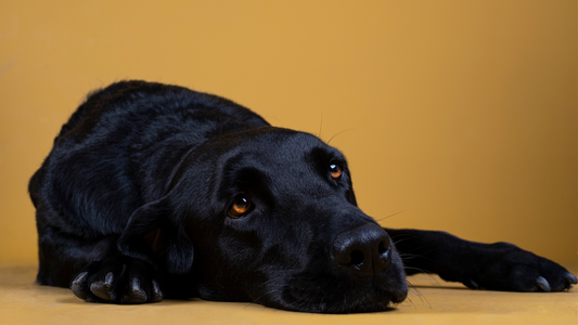 Do Dogs Mourn?