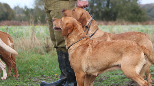 The History of Labradors: From Fishing Dogs to Family Companions
