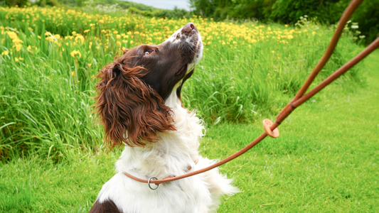 The History of Spaniels: From Ancient Hunters to Modern Companions