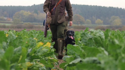 All You Need for a Successful Season with Your Gun Dog
