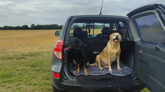Albie’s Journey – From a Challenging Start to a Confident Working Labrador