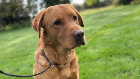 Kenny the Labrador: From Pulling on the Lead to the Perfect Family Companion