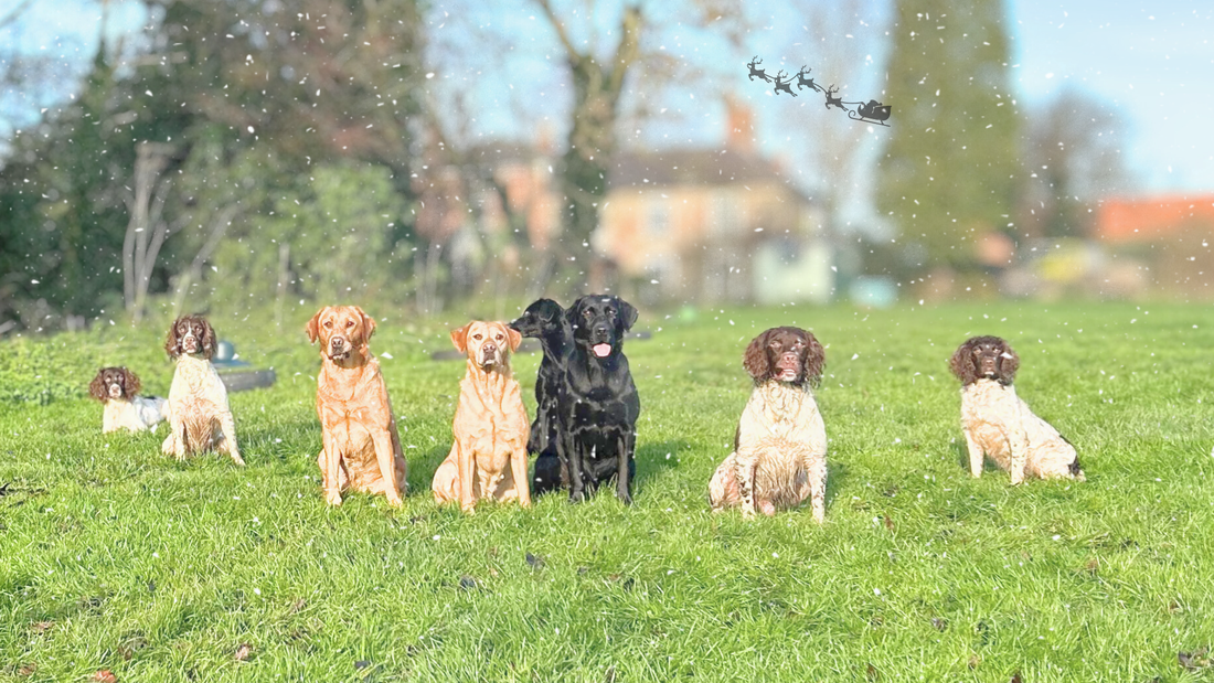 A Year in Review at Kugae Gundogs: Thank You & Happy Festive Wishes