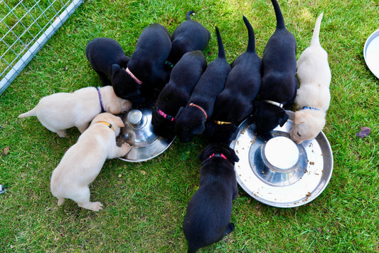 Why the Right Bowl Makes Weaning Easier