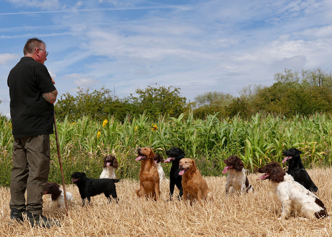 Walking Multiple Dogs Together: How to Keep a Pack Under Control