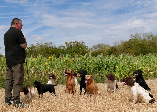 Walking Multiple Dogs Together: How to Keep a Pack Under Control