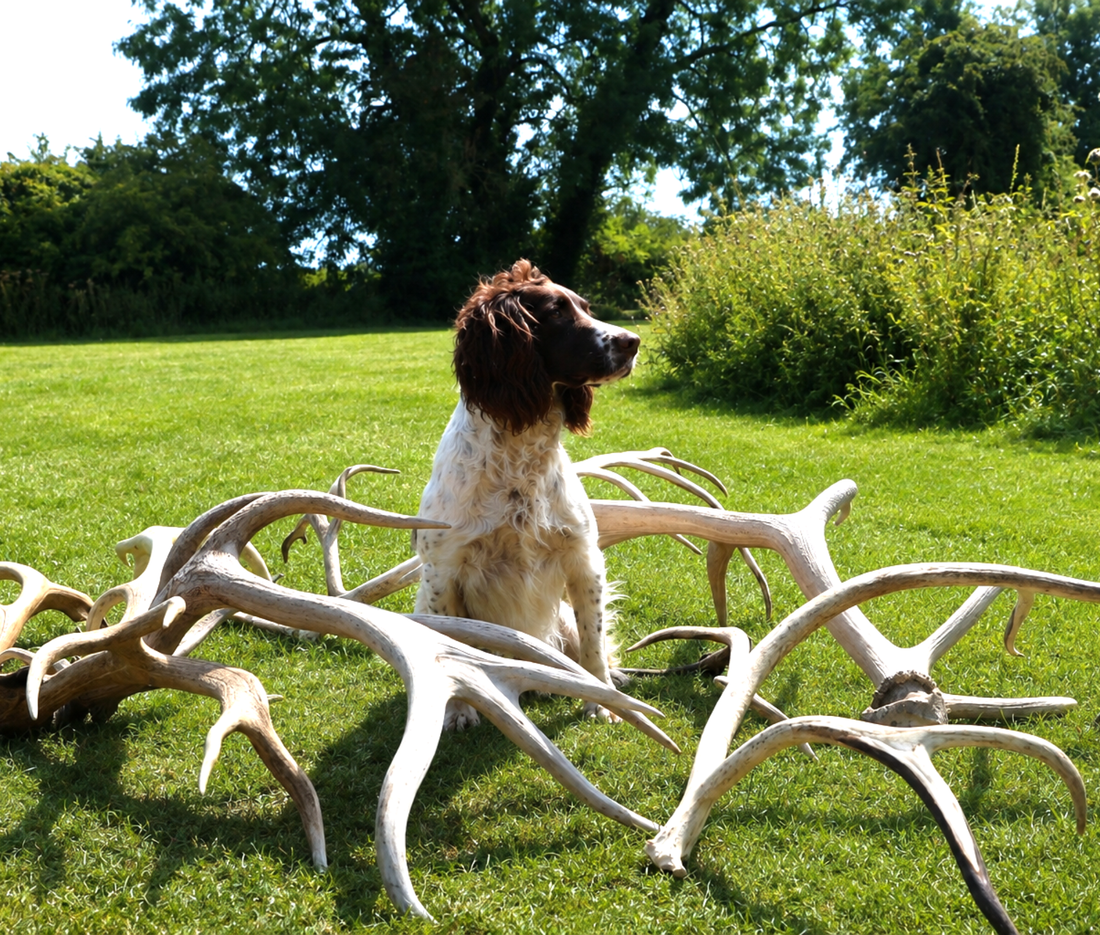 Natural Deer Antlers For Dogs