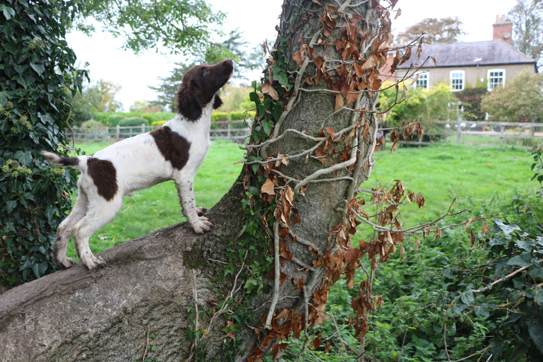 Before You Buy a Gundog Puppy – Read This First