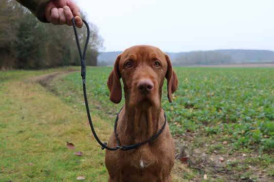 Why A Good Slip Lead Matters In Gundog Training