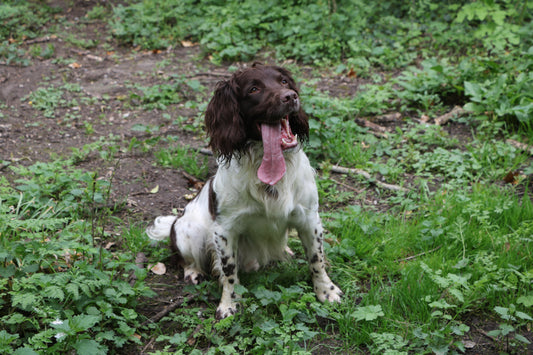 Springer Spaniel panting in the hot weather