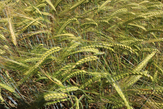 Grass Seeds in Dogs: Signs, Dangers & How to Protect Your Dog This Summer
