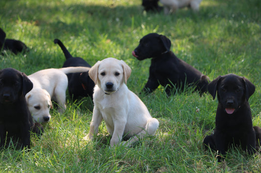 Labrador Puppies Available – Bred for Work, Training & Family Life