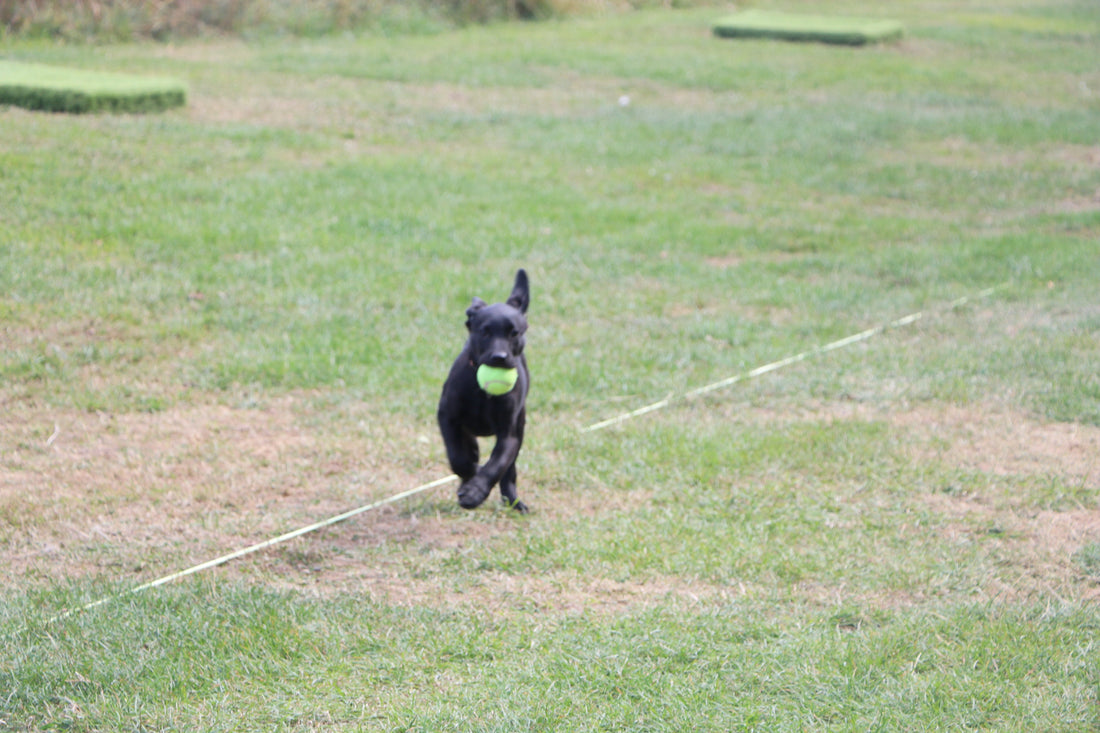 Why We Don’t Rush Young Gundogs