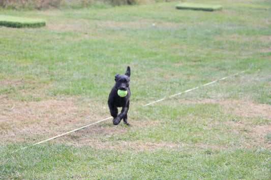 Why We Don’t Rush Young Gundogs