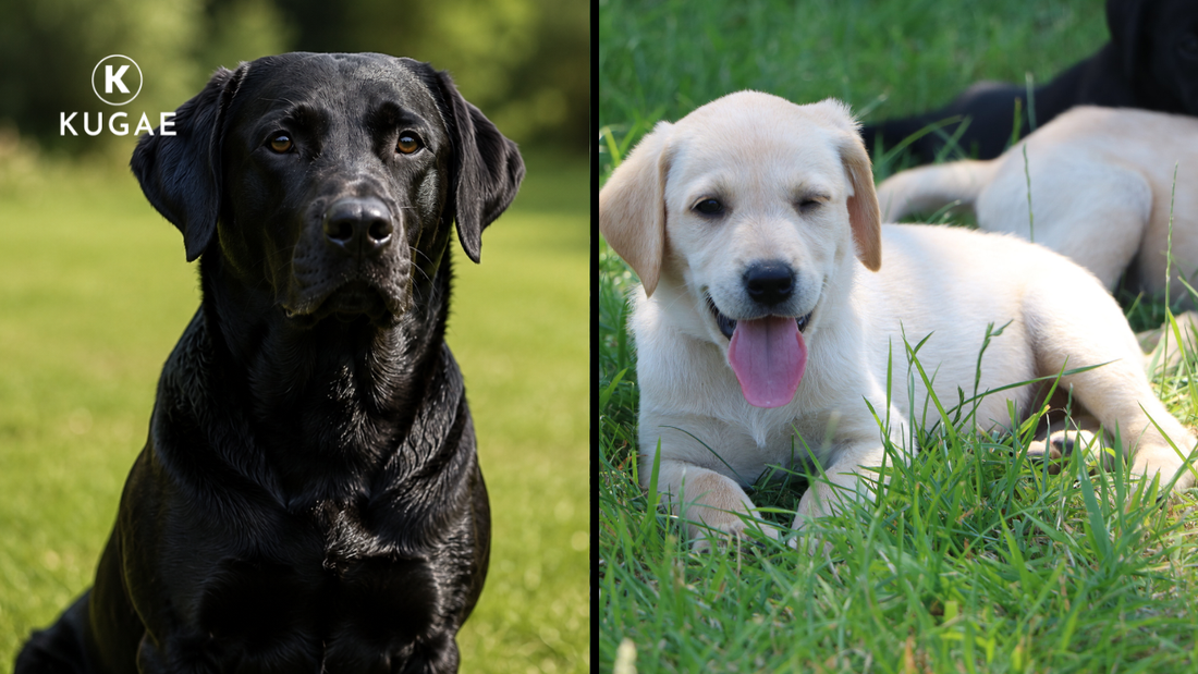 Puppy or Part-Trained Gundog – Which Is the Better Choice?