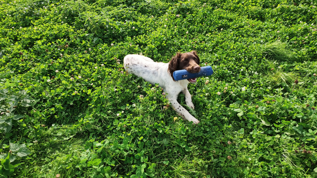 What Does a Part-Trained Gundog Actually Look Like?