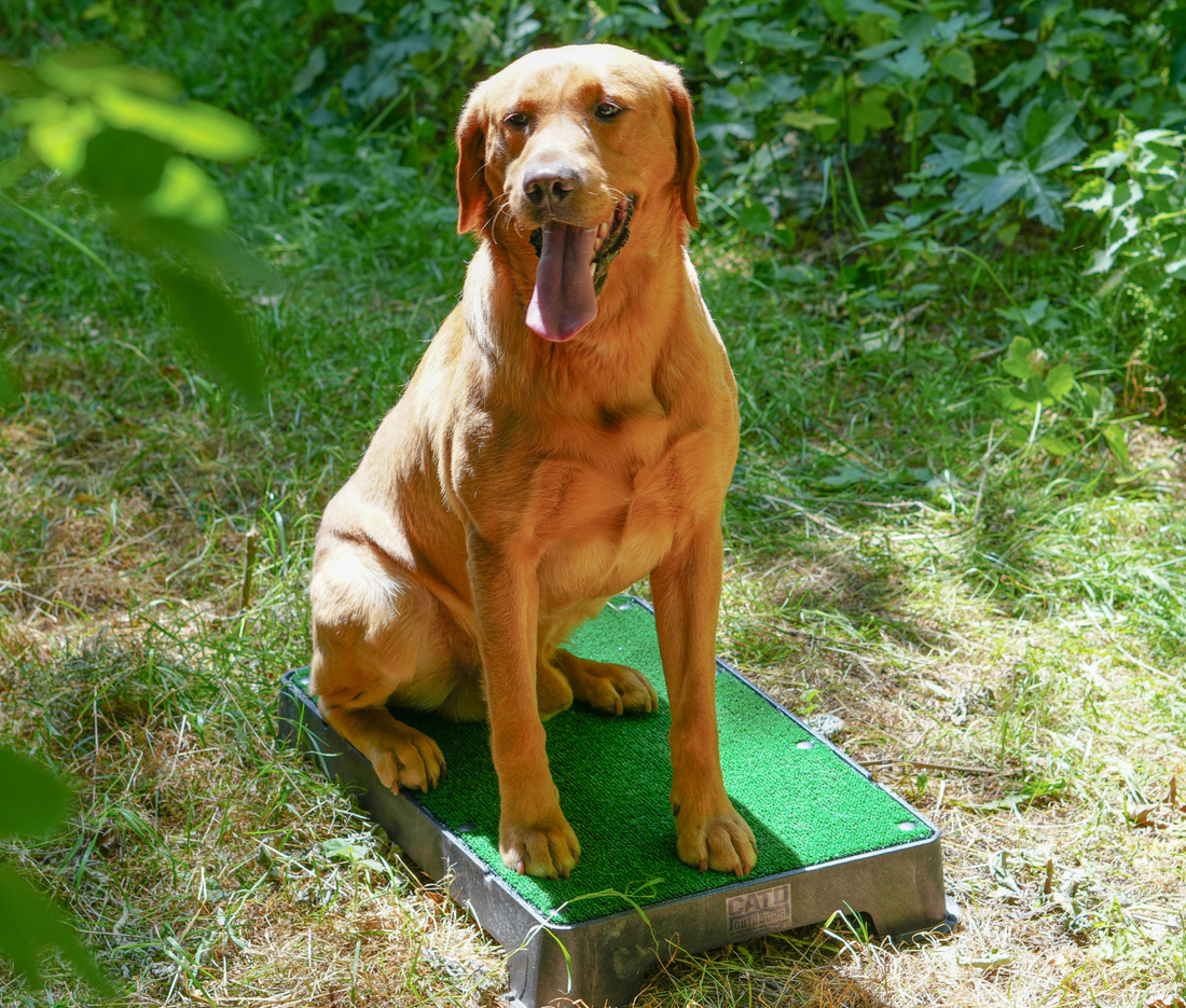 Why We Use Place Boards in Gundog Training