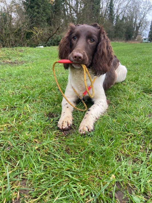 Inside a Real Gundog Training Session