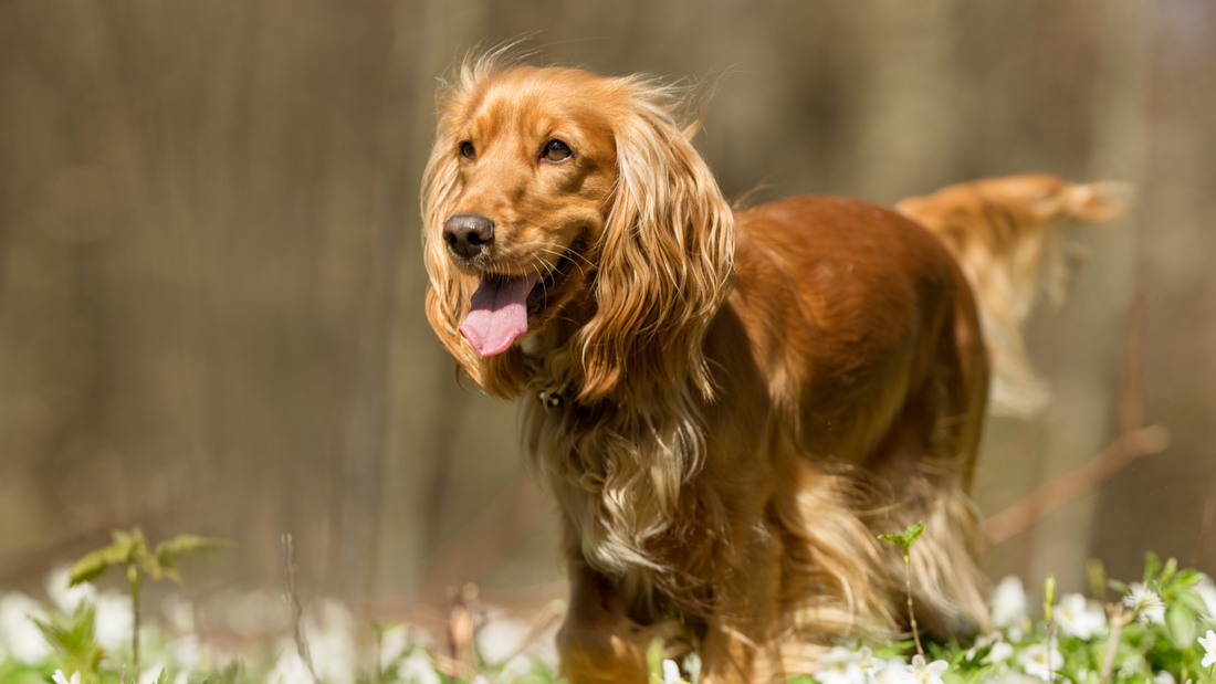 Do Cocker Spaniels Struggle with Thunder and Storms?