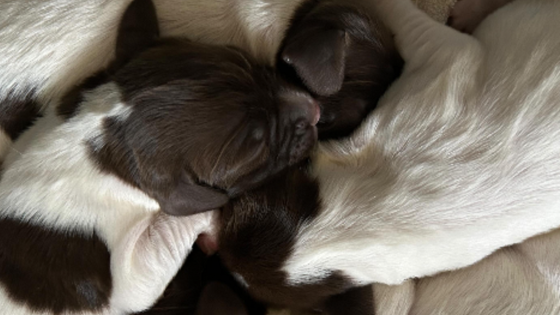 July Updates at Kugae Gundogs