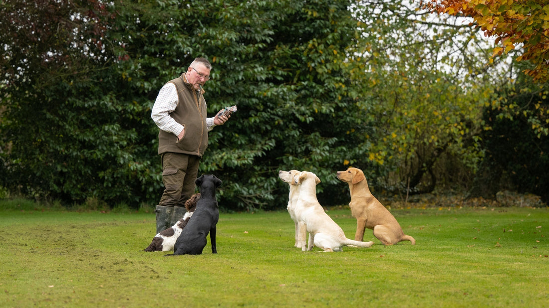 Part Trained Gundogs for Sale