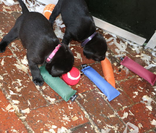 Why Your Puppy's First Retrieve Matters More Than You Think