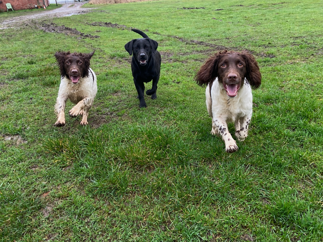 Gundog Recall Training – Why Recall Is Everything