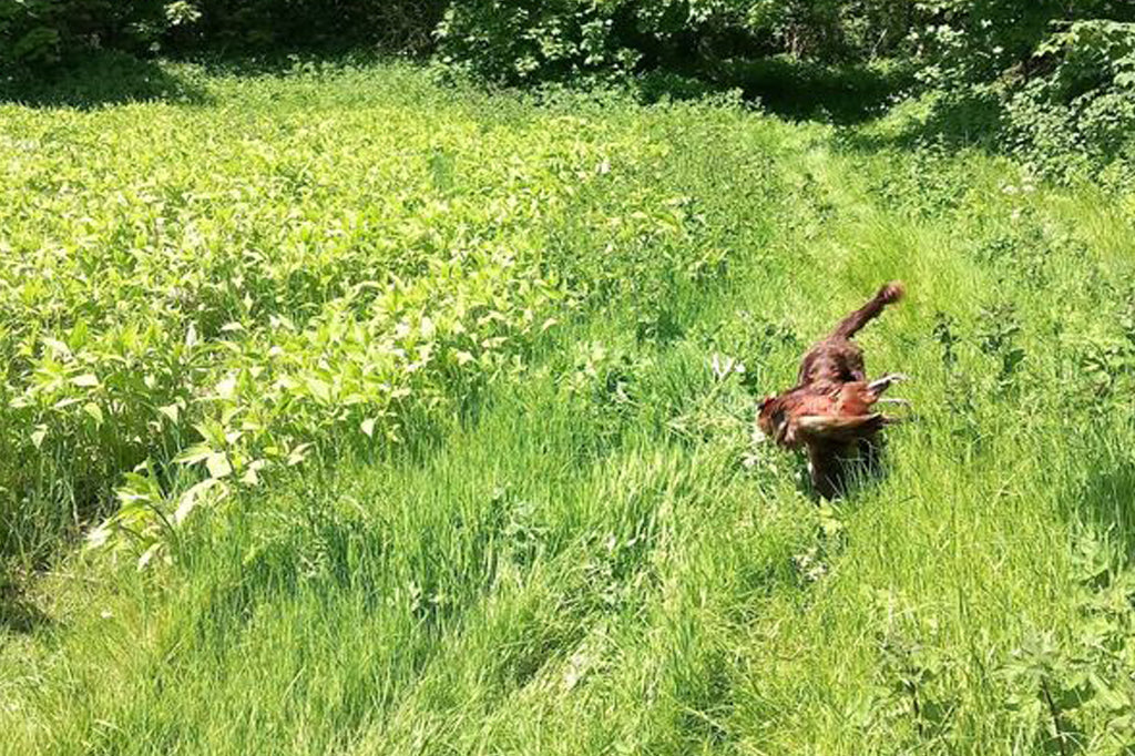 Simulated Game Experiences - What's Included?