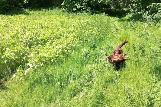 Simulated Game Experiences - What's Included?