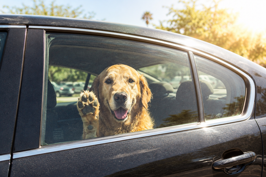 keep dogs cool in hot weather