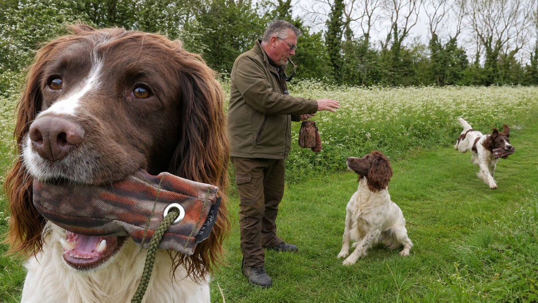 Directional Gundog Training – Teaching a Springer Spaniel Left, Right and Back