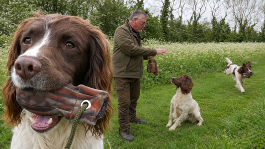 Directional Gundog Training – Teaching a Springer Spaniel Left, Right and Back