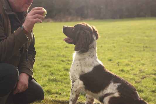 Top Mistakes in Gundog Puppy Training & How to Avoid Them