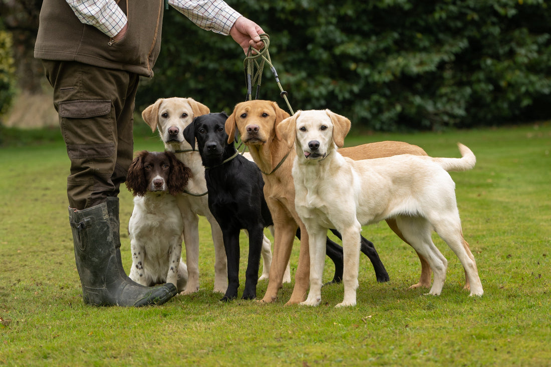 Which Gundog Slip Lead Should I Choose? A Guide to the Kugae Gundogs Lead Range