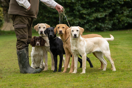 Which Gundog Slip Lead Should I Choose? A Guide to the Kugae Gundogs Lead Range