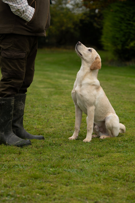What Does a Gundog Training Assessment Actually Tell Us?