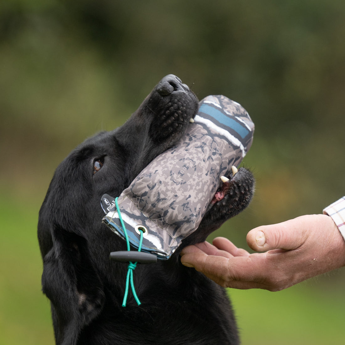 Why Your Gundog Won’t Retrieve