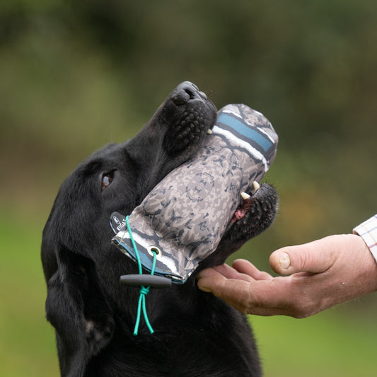 Why Your Gundog Won’t Retrieve