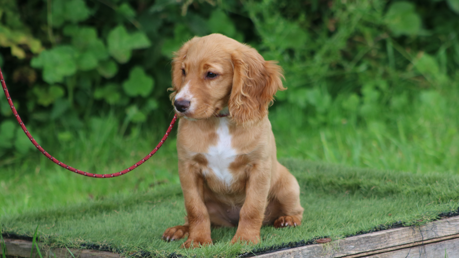 Kugae Puppy Collection