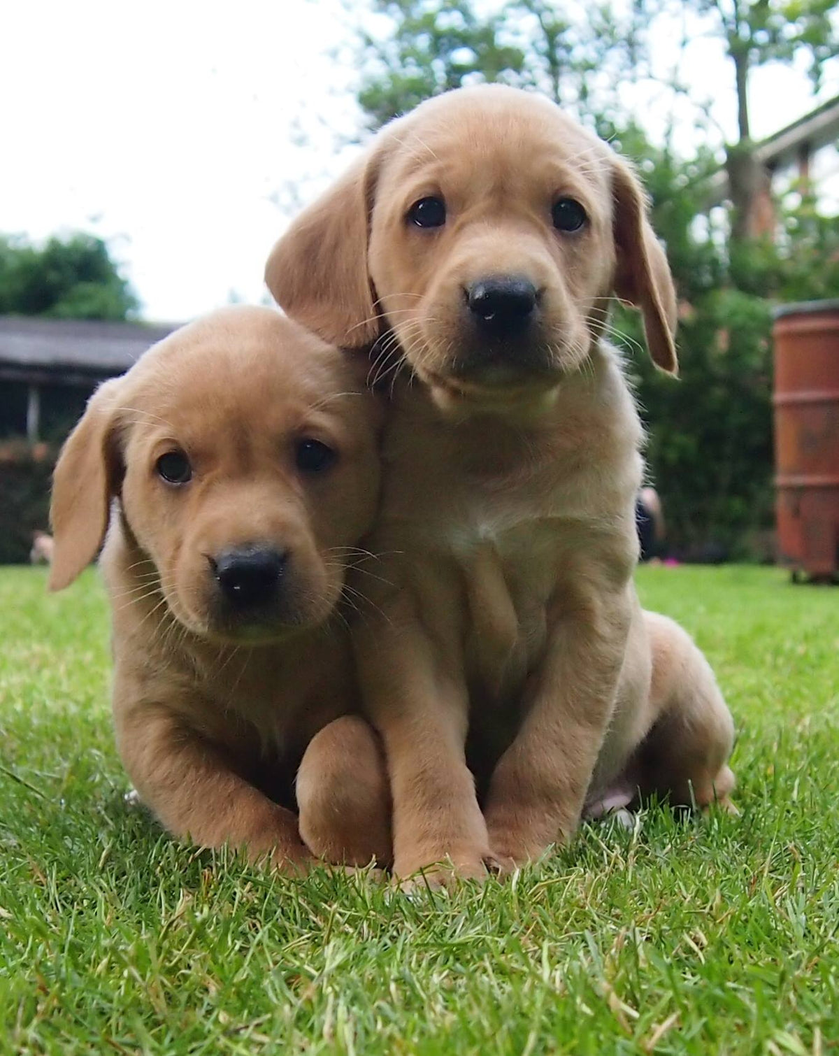 Puppy Training
