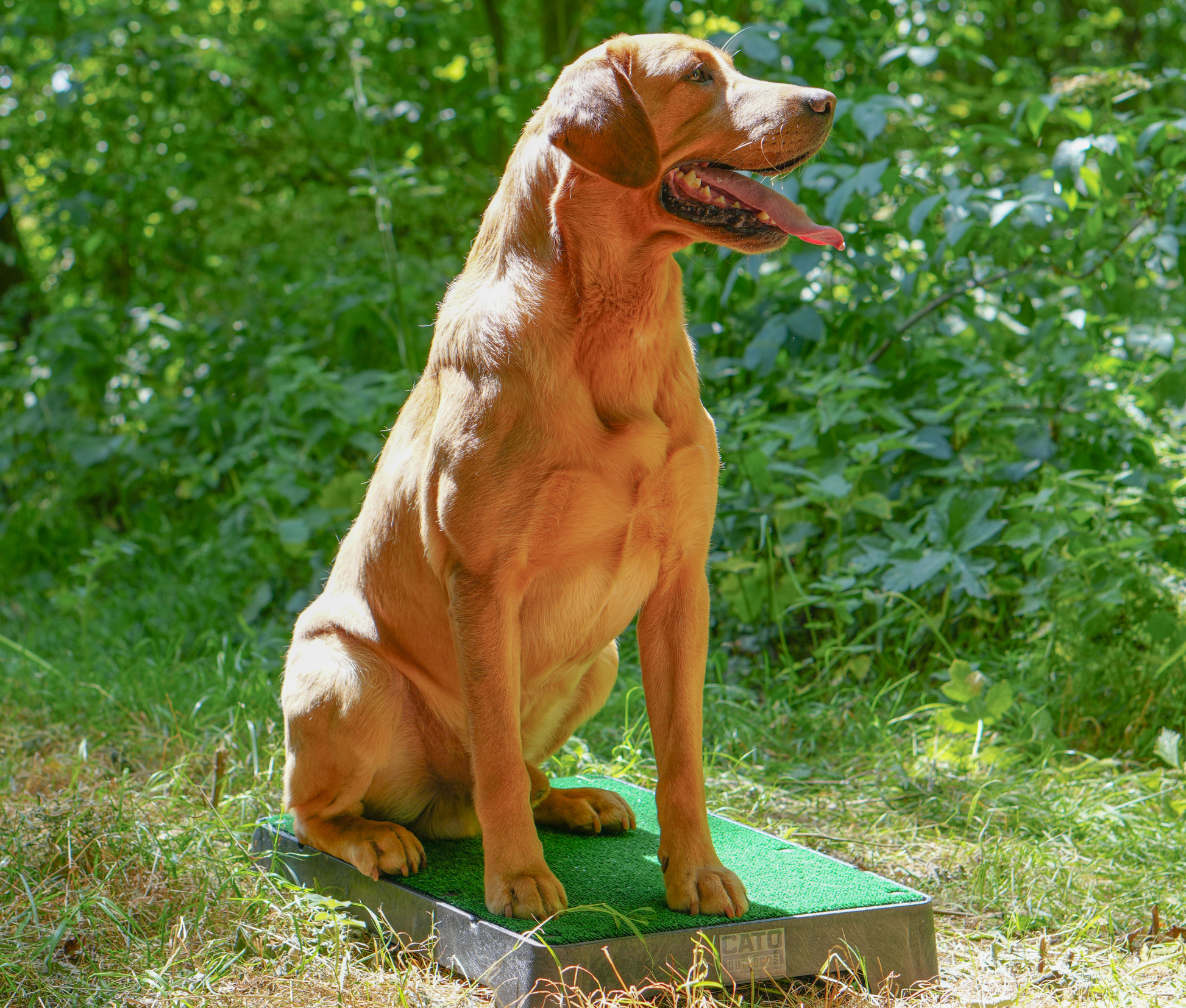 Cato Place Boards image 0