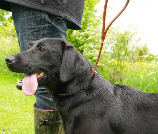 Kugae Leather Heel Lead image 0