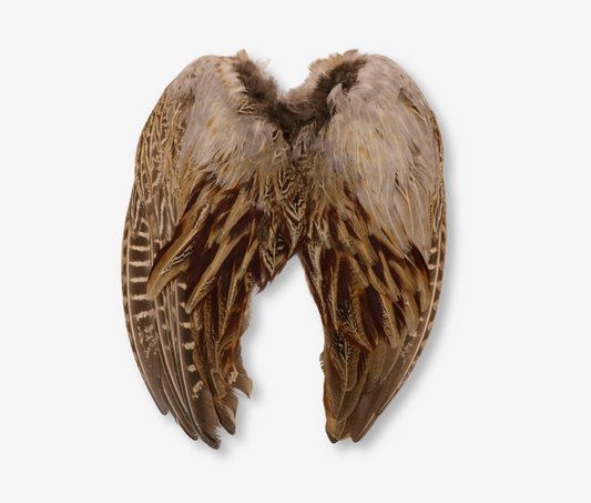 Air Dried Cock Pheasant Wings image 0