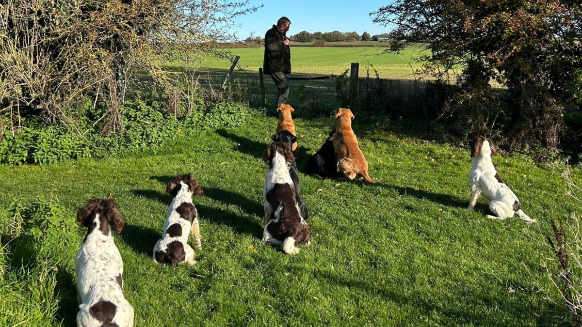 Kugae Gundogs