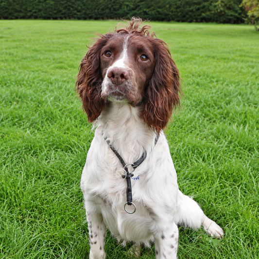 Kugae 6mm Spaniel Slip Collar - Lightweight Handling Collar