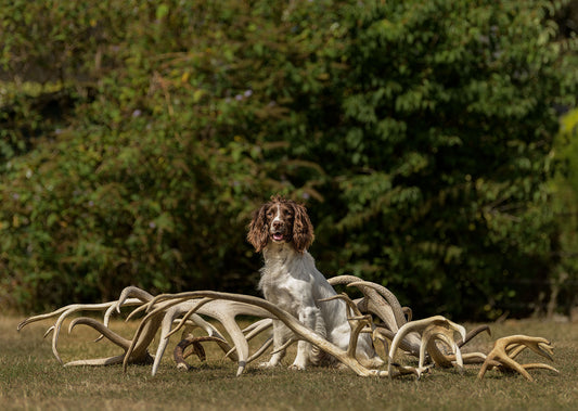 Natural Deer Antler Dog Chew