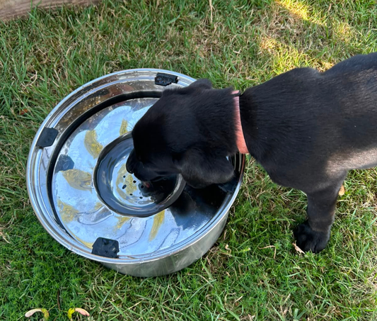 Kugae None Spill Water Bowl